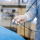 Manipulator digital endoscope for diagnostics of hollow organs, colonoscopy, gastroscopy. Selective focus on doctor`s hands