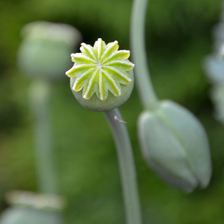 il-papavero-dell-oppio-in-crescita